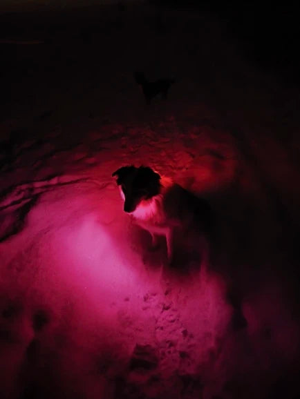 NightSafe LED Dog Collar Pro